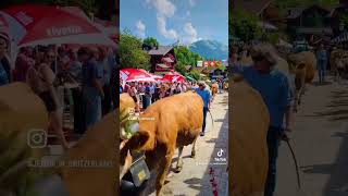 Cow 🐄 Festival in Gstaad Switzerland 2024 [upl. by Idac]