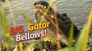 BIG Gator Bellows [upl. by Llezniuq656]