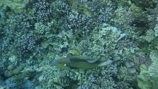 Big yellow fish eating coral Abu Dabbab Reef Nov 2024 [upl. by Ytsirk]