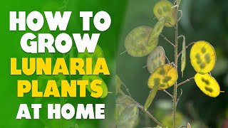 How To Grow Lunaria Plants At Home Step By Step [upl. by Aretha380]