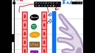 Glomerular filtration  شرح بالعربي [upl. by Oibaf813]