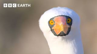 Extraordinary Nature Scenes in 4K  BBC Earth [upl. by Nigle74]