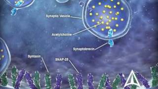 US WorldMeds  Mechanism of Action [upl. by Schroth]