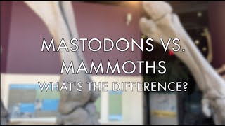 Mammoths vs Mastodons [upl. by Olodort511]