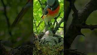 Feathers of Joy Meet the Baby Small Minivet youtubeshorts viralshorts [upl. by Irat]