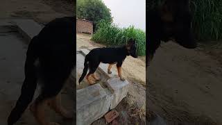 Jarman safed dog double coat jarman safed double coat dog lovers jarmansafeddogvideo ♥️ [upl. by Htomit]