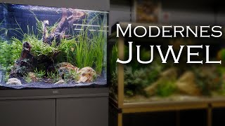 Modernes JuwelAquarium einrichten  AquadoZoo Dortmund [upl. by Llenrahc]