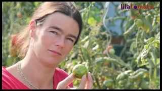 5 Warum sich Tomatenblätter kräuseln  Ursachen und Gegenmaßnahmen [upl. by Alien]