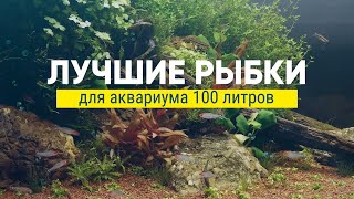 Топ рыбок для аквариума 100 литров [upl. by Seavey]