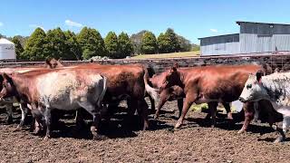 23 Heifers mostly shorthorn 2526mths  Ac Nandawar Partnership [upl. by Corwun]