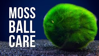 Marimo Moss Ball Care  Answering 6 of the Most Googled Questions [upl. by Ellevel]