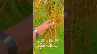 Date Palm Fruit🌴 shortfeedyoutube youtubeshorts [upl. by Lucas369]