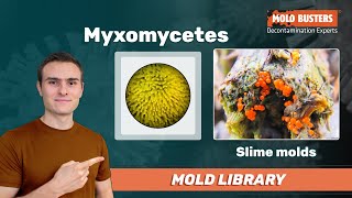 Myxomycetes  Mold Library [upl. by Carman893]