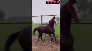 horse ghoda ghodakatora horseracing animals trend shortsvideo viralvideos sadmoment sad [upl. by Ahseekat696]