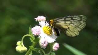 HD Parnassius citrinarius [upl. by Idnis123]