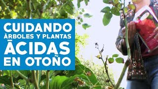 ¿Cómo cuida los árboles y las plantas ácidas en otoño [upl. by Emmons]