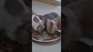 British Shorthair Kittens Enjoying their Food [upl. by Troxell635]