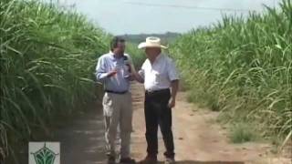 Agroscience  Comparativo entre Campos de caña [upl. by Tegirb411]