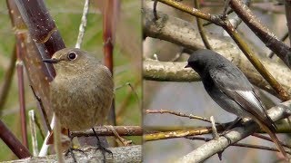 ГорихвосткаЧернушка Самец и Самка  Black Redstart  Codirosso spazzacamino [upl. by Bergstein]