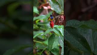 Olivebacked Sunbird 黄腹花蜜鸟 Vol 02  JEG birds sonysingapore nature [upl. by Llovera]