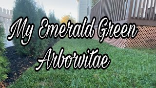 Emerald Green Arborvitae  Privacy Tree Fence  Backyard Makeover  DIY [upl. by Airakaz37]