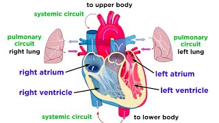 The Circulatory System Part 1 The Heart [upl. by Sueaddaht]