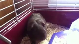 Why is my Guinea pig shaking and twitching WATCH TO FIND OUT [upl. by Chandal]