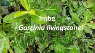 Imbe  Garcinia livingstonei [upl. by Perlman]