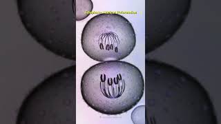 Watch how cells divide and create life shorts science mitosis celldivision chromosome [upl. by Corell696]