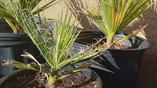 Washingtonia Filifera Update California fan palm End of 2023 update [upl. by Hadik945]