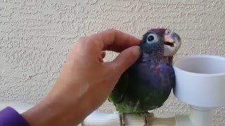 Blue Headed Pionus quotReyquot 03062016 [upl. by Zita]