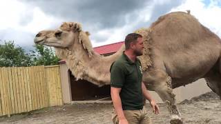 Animal Adventures with Jordan Dromedary Camels [upl. by Thayne322]