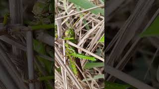 Gafanhoto Tropidacris violaceusanimais insetos [upl. by Doy184]