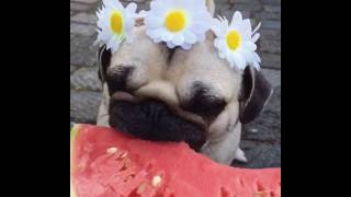 Precious Pug Eats Watermelon pugloulou Official Video [upl. by Amitie]