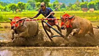 Lagu Sumbawa IndonesiaBARAPAN Buffalo Races Video Clips by Abdul Kadir Mustaram [upl. by Namzed]