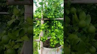 🌿Grow Lemon Tree from Cuttings in Just 30 Days with This Trick lemontree gardening [upl. by Ioves]