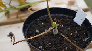 Delphinium Pruning after flowering in July UK [upl. by Dave]