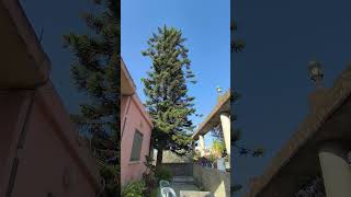 اشجار اروكاريا Araucaria trees Араукария дерево [upl. by Akiemat512]