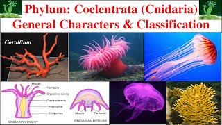 Phylum Coelentrata  General characters and classification of Coelentrata  Cnidaria [upl. by Maiah]