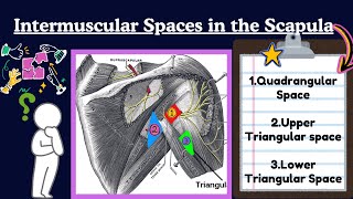 Spaces of Scapula Anatomy EASY  Upper Limb Anatomy [upl. by Barolet]