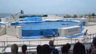 Dolphin Tries to Escape Video 2 [upl. by Rowell755]