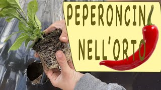 COME PIANTARE I PEPERONCINI [upl. by Nitsid]