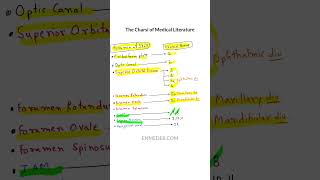 Skull foramen vs Cranial nerve enmeder [upl. by Wallie]