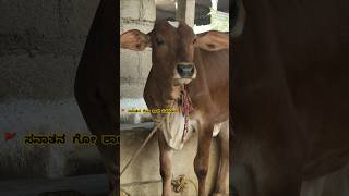 Cow Sound Cute Baby Cow Sound creazy sound of Cow Cow Videos Cow sounds Cow Shorts [upl. by Htebiram]