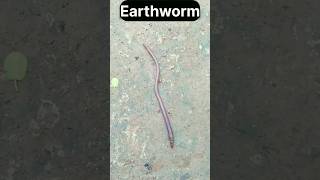 🪱 અળસિયું 🪱 shorts earthworm namasteajay [upl. by Aned]