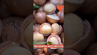 Macadamia Nuts 👍😲 How To Process ❓shorts fruit satisfying [upl. by Ahsinert]