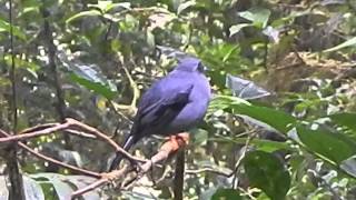 Black Faced Solitaire singing [upl. by Ennylyak]