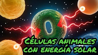 Células animales con energía solar [upl. by Sonitnatsnoc]