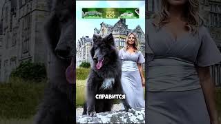 ТОП9️⃣ самых опасных пород собак в мире 🐕🐕 животные милыеживотные [upl. by Pattin]