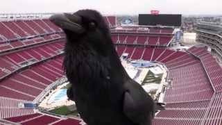 A Raven Declares Jihad Over Levi Stadium [upl. by Eirahcaz]